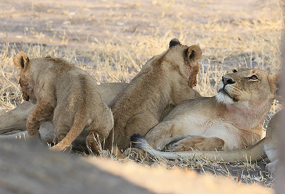 Hwange NP