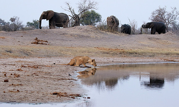 Hwange NP