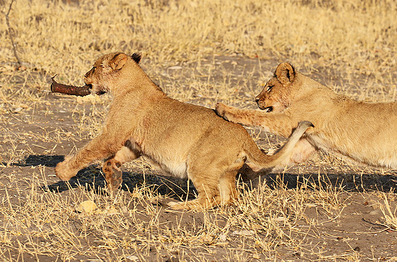 Hwange NP