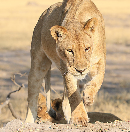 Hwange NP