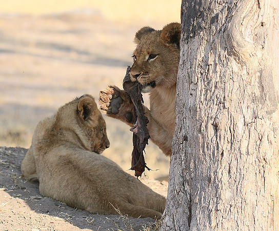 Hwange NP
