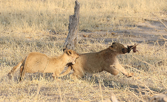 Hwange NP