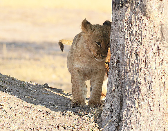 Hwange NP