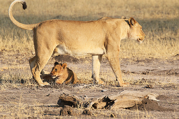 Hwange NP
