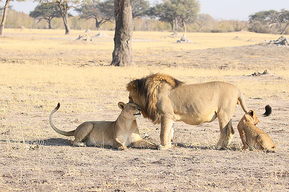 Hwange NP