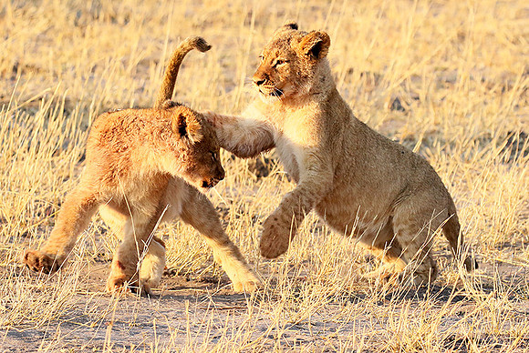 Hwange NP