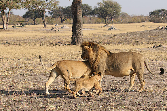 Hwange NP
