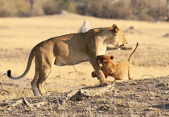 Hwange NP