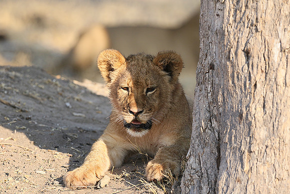 Hwange NP