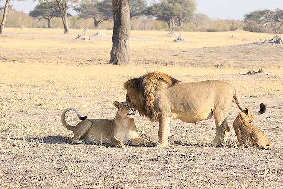 Hwange NP