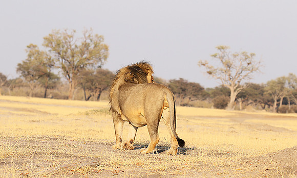 Hwange NP