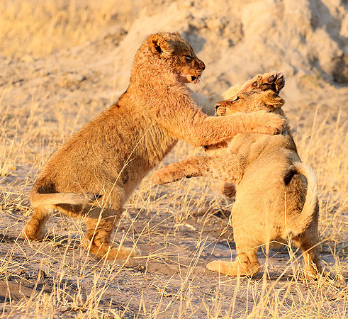 Hwange NP