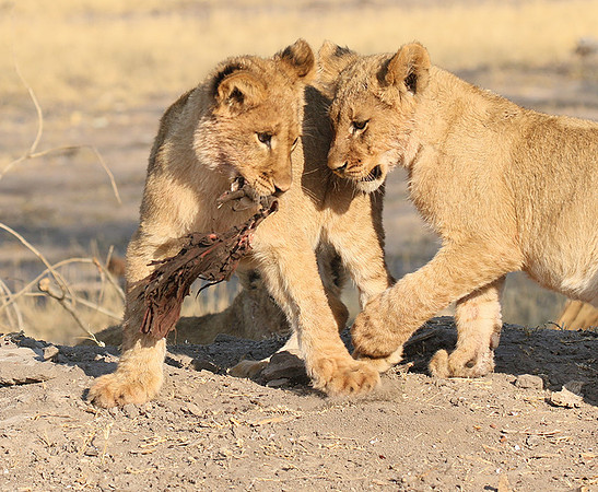 Hwange NP