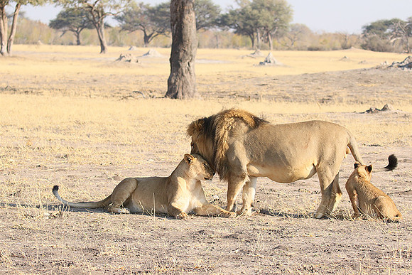 Hwange NP