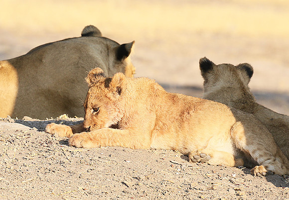 Hwange NP