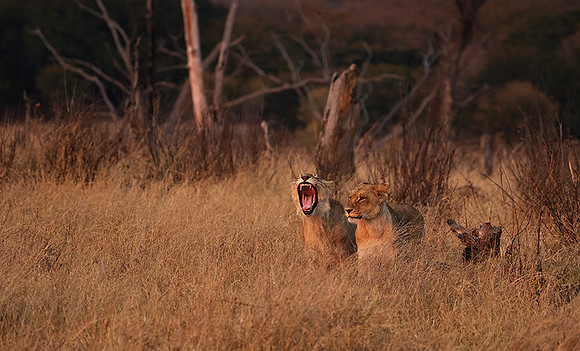Matetsi private game reserve