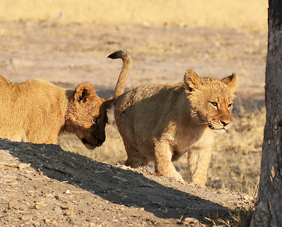 Hwange NP