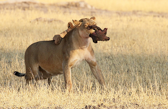 Hwange NP