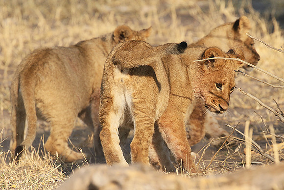 Hwange NP