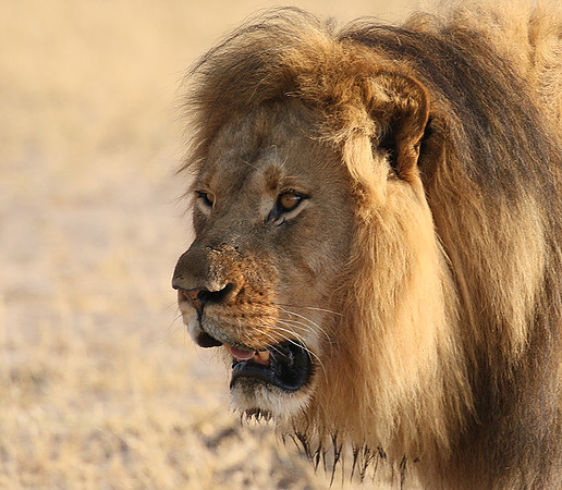 Hwange NP