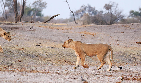 Hwange NP