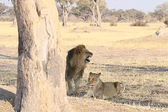 Hwange NP