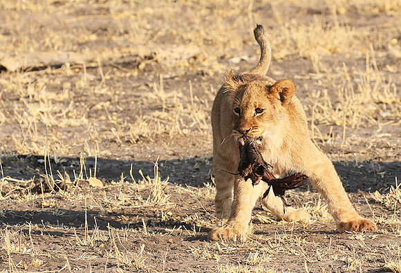 Hwange NP