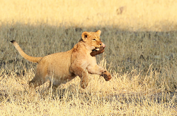Hwange NP