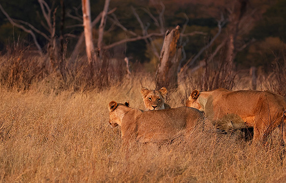 Matetsi private game reserve