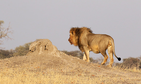 Hwange NP