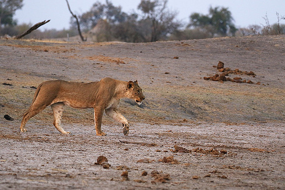 Hwange NP