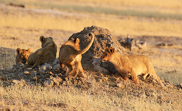 Hwange NP