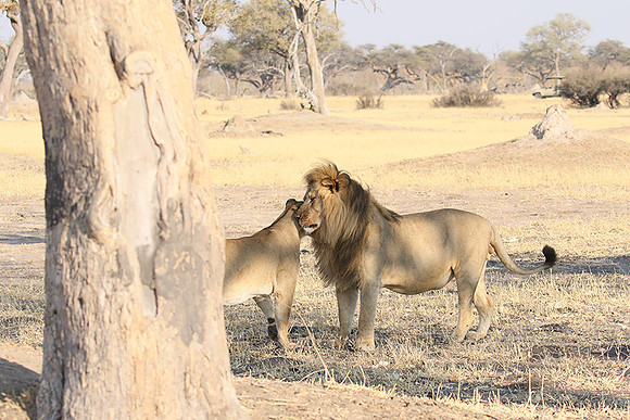 Hwange NP