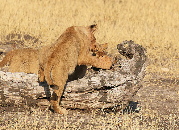 Hwange NP