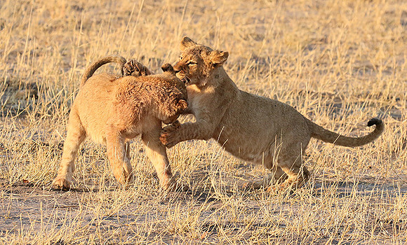 Hwange NP
