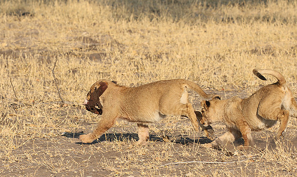 Hwange NP