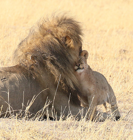 Hwange NP
