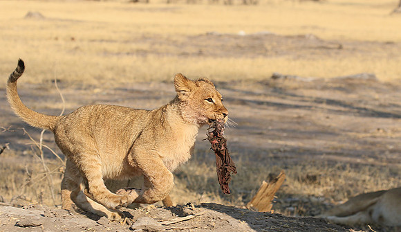Hwange NP