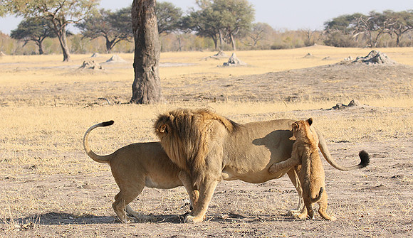 Hwange NP