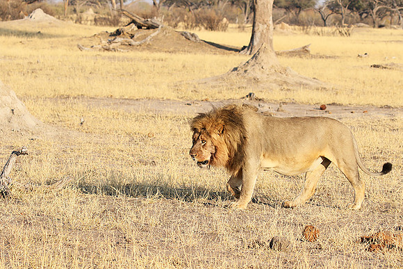 Hwange NP