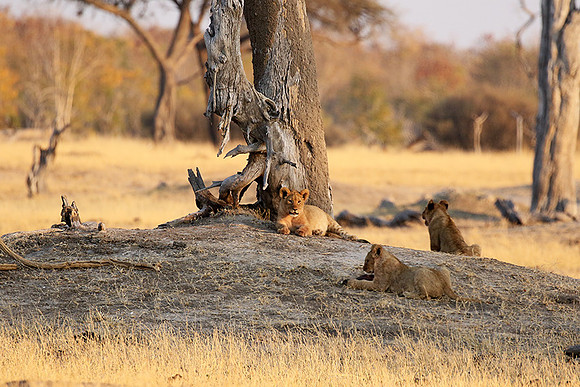 Hwange NP