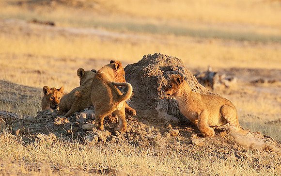 Hwange NP
