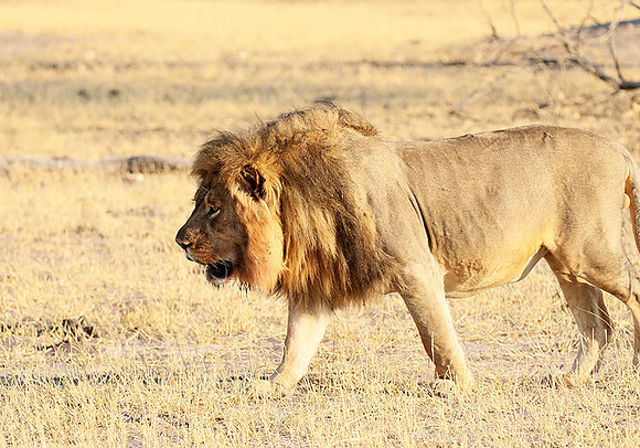 Hwange NP