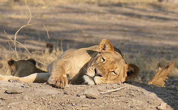 Hwange NP