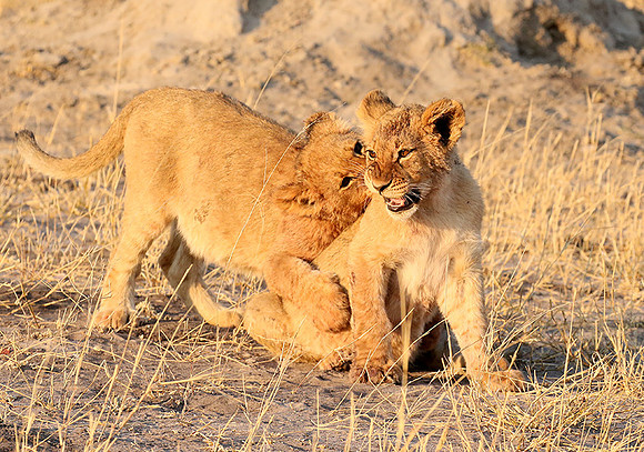 Hwange NP