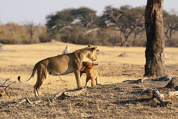 Hwange NP