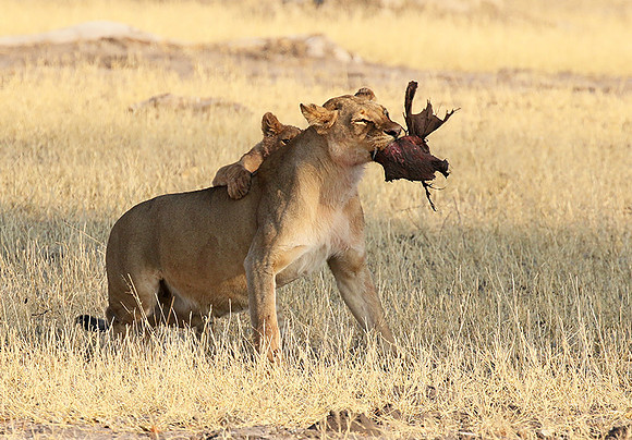 Hwange NP
