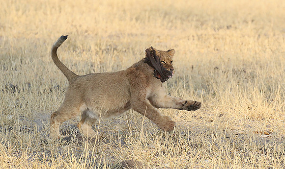 Hwange NP
