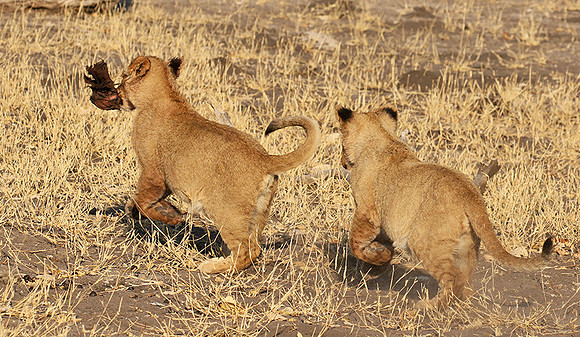 Hwange NP