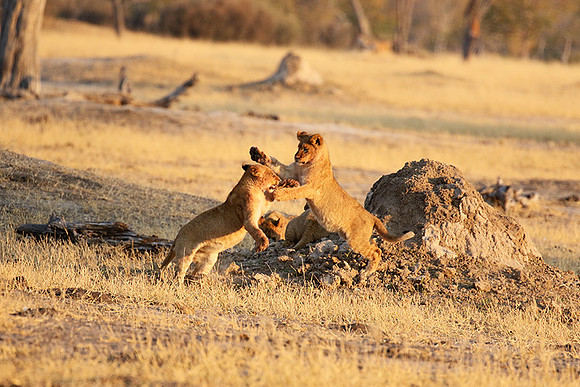 Hwange NP